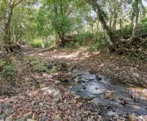 Agricultural Land for Sale in Cambutal - 0 bedrooms