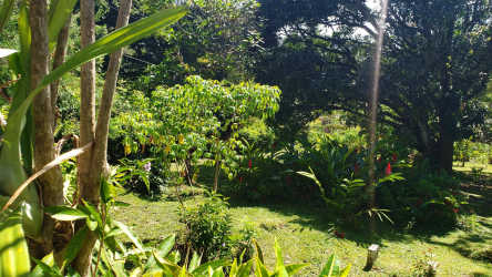 Flat buildable tropical land fully fenced with fruit trees near Hotel Campestre El Valle Panama