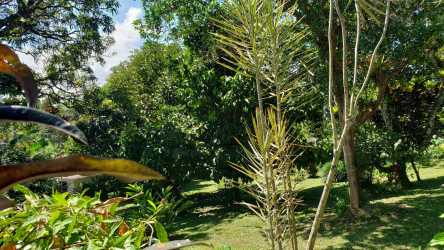 Lush orchard with mature tropical fruit trees in quiet residential area El Valle