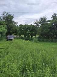 Grassy cleared area with parked vehicle bordering paved road in Panama farmland