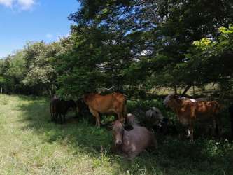 Cattle grazing under shade trees in rural Herrera Panama farmland for sale