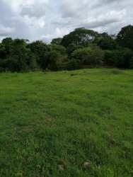Grassy open pasture with mature trees on farmland for sale near Pesé Herrera