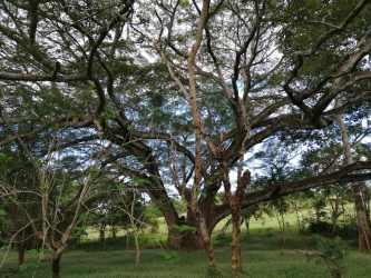 Small waterfall flowing into rocky stream with forest greenery in farmland Panama