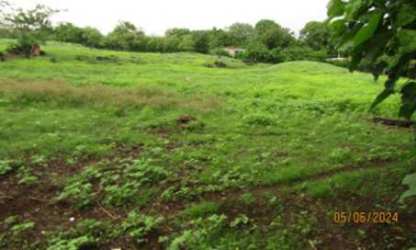 Wide open grass field with natural trees on perimeter rural Panama Pesé