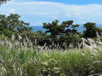 Vacant Majagual plot facing ocean amidst greenery tropical Panama Capira
