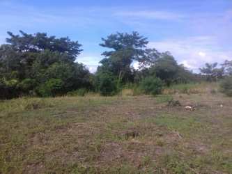 Large cleared lot with grassy surface and lush tree backdrop in San Carlos Panama