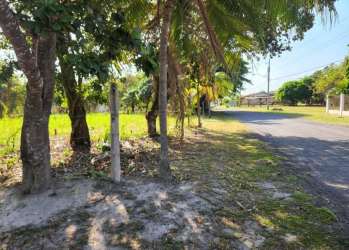 Grassy land beside paved road with palm trees Costa Esmeralda San Carlos
