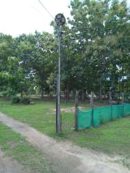 Mature trees open grassy lot dirt access road Pedasi Panama near beach