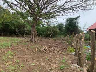 Cleared natural lot with palm trees near white sand beach Pedasí