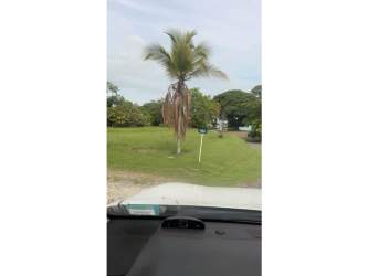 Grassy area with mature trees and water view at Costa Esmeralda residential beachfront community Panama