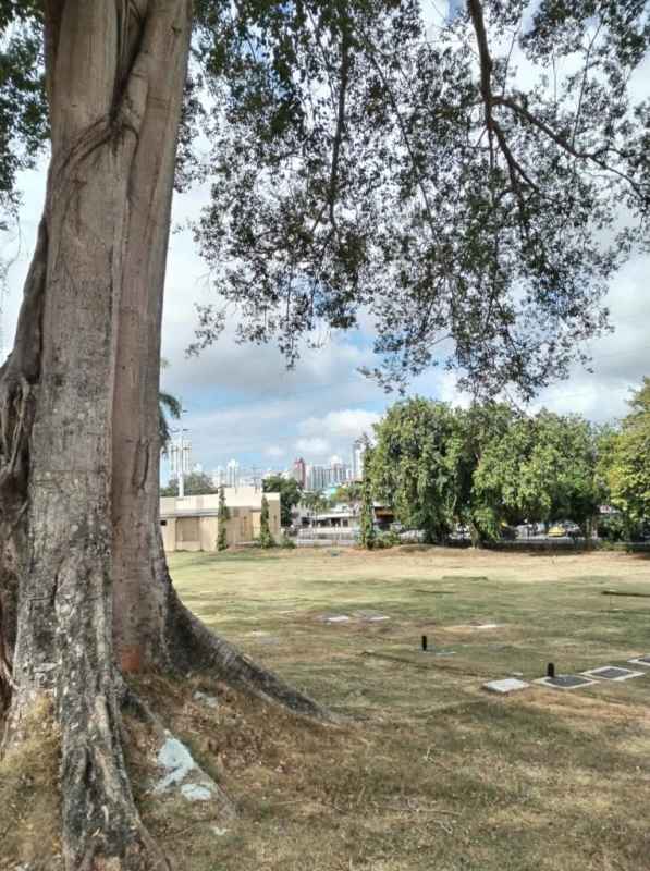 Open grassy cemetery property under large mature tree near city skyline in Jardín de Paz Panama