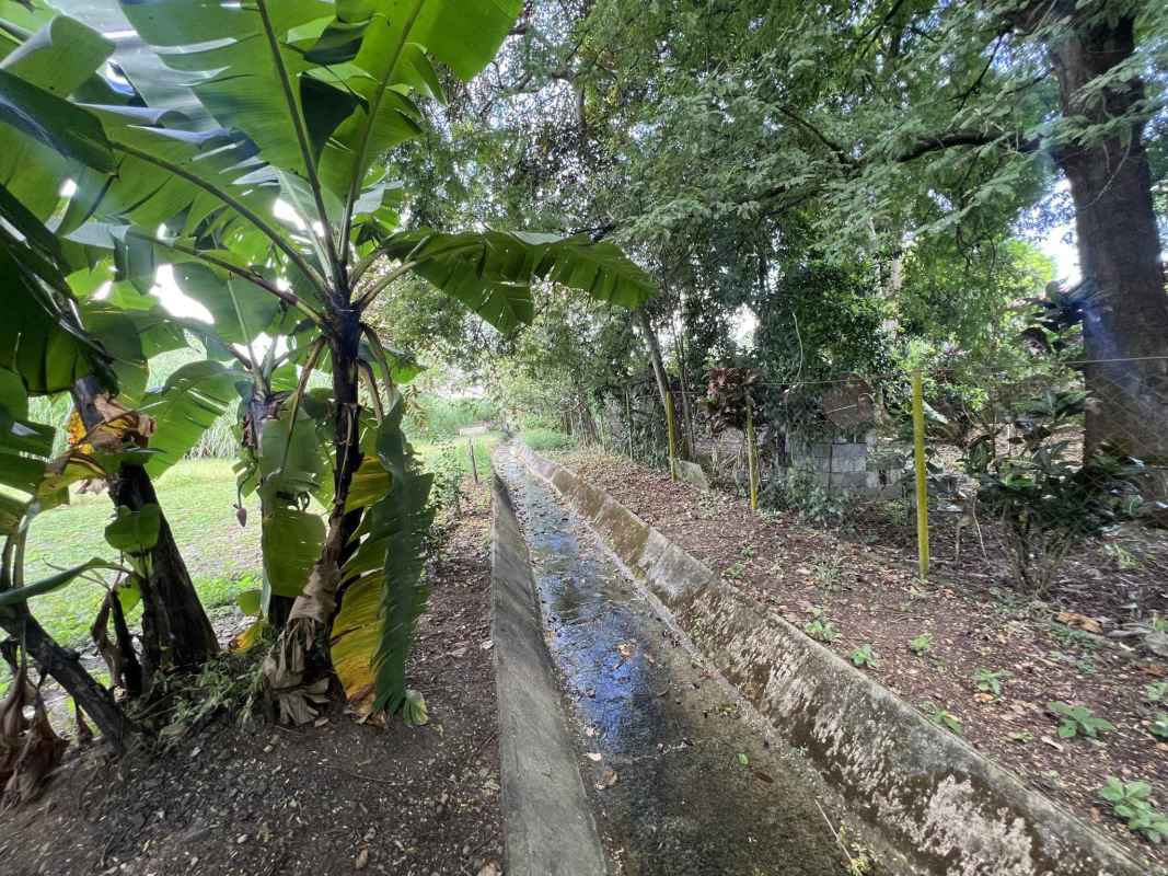 Lush mature trees and garden space of bank-owned development land in Ciudad Radial
