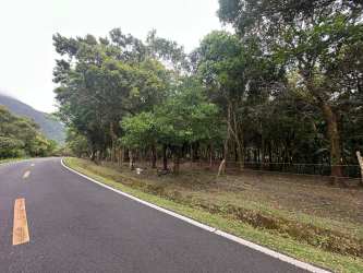 Mature trees on residential lot for sale Calle del Nispero El Valle Panama