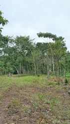 Open rural pasture with rolling hills and scattered trees La Colorada La Chorrera