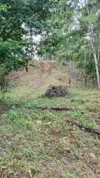 Wooded countryside lot with dirt path and dense vegetation in La Chorrera Panama