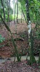 Natural wooded area with small creek and lush greenery in Panama Oeste