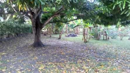 Mature trees and shaded outdoor space on titled beachfront property in Juan Hombrón Panama