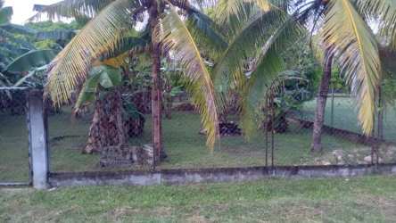Chain-link fence and tropical plants enclosing beachside lot for sale at Juan Hombrón Panama