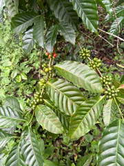 Land for Sale in Chilibre - 0 bedrooms