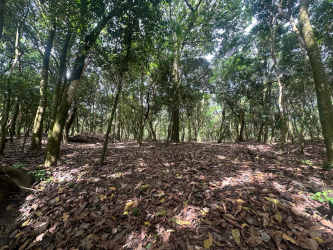 Property with thick forest cover ideal for eco-living or hospitality in El Valle Panama