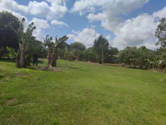 Person walking on large grassy yard with banana trees under partly cloudy sky in Guadalupe Chorrera Panama