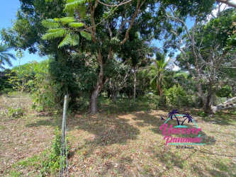 Lush beachfront land with trees and ocean in Santa Clara Panama