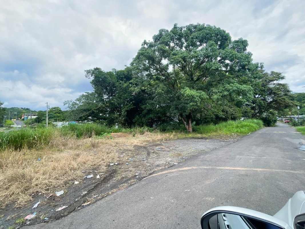 Vacant flat lot covered with grass and mature trees adjacent to paved residential street Panama City