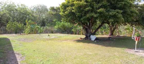 Large backyard tropical grass mature tree shaded area Penonomé Coclé Panama