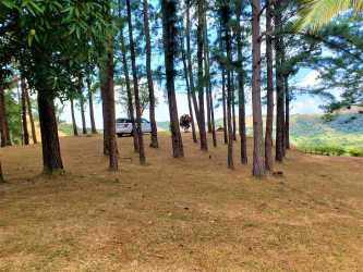 Central palm surrounded by greenery on expansive lot near El Valle ideal for farm or eco-resort in Panama