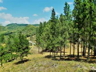 Pine tree wooded land ideal for country estate or nature retreat near El Valle, Panama