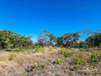 Open terrain with yellow grass, trees, and road frontage in Alto Boquete for sale