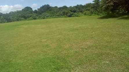 Spacious vacant field with tree border perfect for residential or commercial build in Las Lajas near Coronado