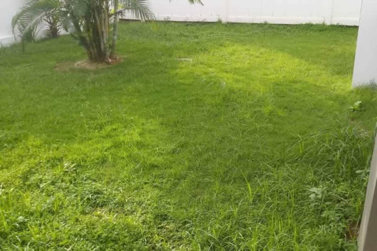 Lush backyard lawn with landscaping and privacy fence Paseo del Norte Panama