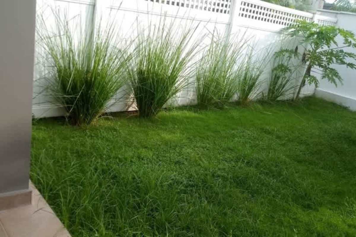 Backyard fenced with green lawn, ornamental grasses and young tree Paseo del Norte Panama