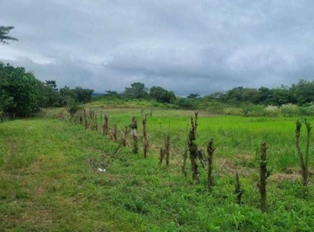 Large 9 Ha Land with Teak Trees in Pacora Panama