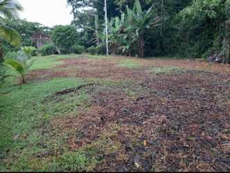 Open grassy land with banana plants and palm trees near coast Portobelo Panama