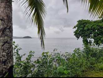 Palm trees with lush tropical background along beachfront Portobelo Panama