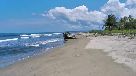 Stretch of white sand beach with palm trees and turquoise waters ideal for tourism project in Panama