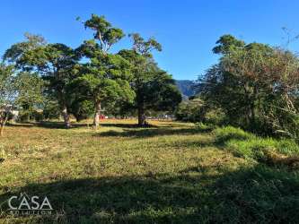 Mature native tree grove on gently sloping lot in Nueva California near Volcán Panama