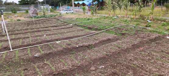 Cultivated vegetable plot with irrigation Paso Ancho Tierras Altas Panama