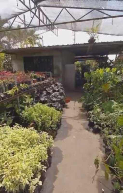 Outdoor nursery garden area with plants and shade net roof for sale on Vía Transístmica Panama