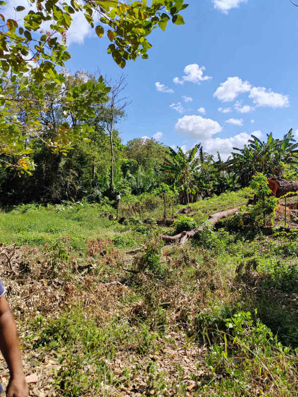 Wooded land parcel with mature trees, partial clearing in Las Margaritas Panama City