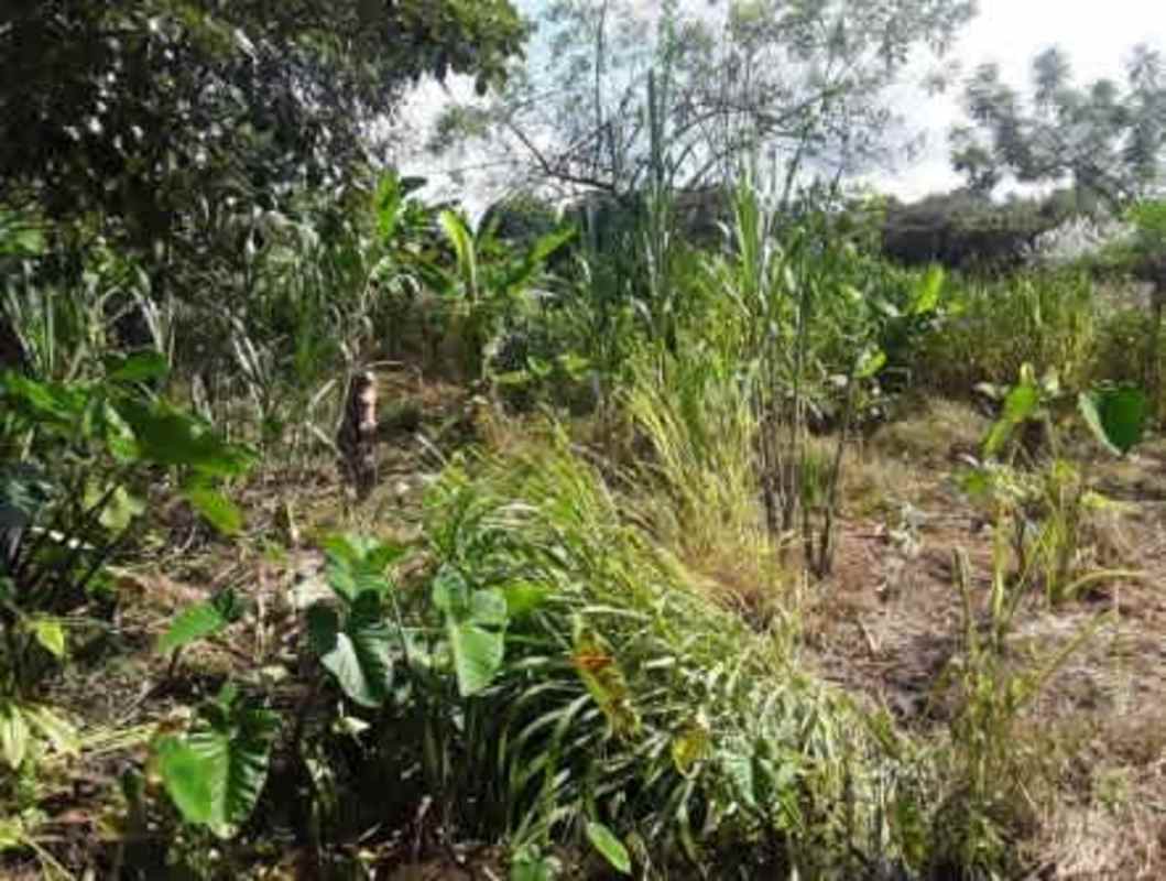 Tropical vegetation covering vacant lot for sale Las Margaritas area Panama City