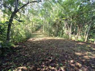 Native jungle land with access road front Villa Limón area Colón Panama