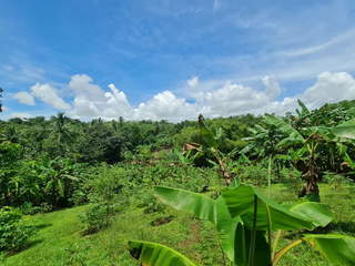 Land for Sale in Chepo - 0 bedrooms