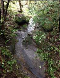 Dense tropical vegetation with teak trees on Panama farmland for sale