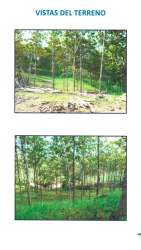 4.5ha Teak Farm Investment Opportunity in Amador Panama