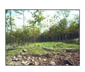 Open patch amid teak forest with clearings and standing trees Panama