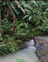 Small freshwater creek through forested teak plantation for sale Amador Panama
