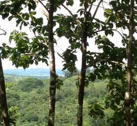 Panoramic lush forest with tall teak trees for sale in Panama Amador